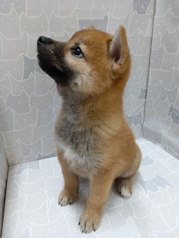 富山県の柴犬(標準サイズ) (ペットアミ宮野店/2026年5月8日生まれ/女の子/赤)の子犬の2枚目の画像