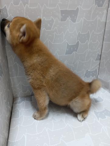 富山県の柴犬(標準サイズ) (ペットアミ宮野店/2026年5月8日生まれ/女の子/赤)の子犬の3枚目の画像