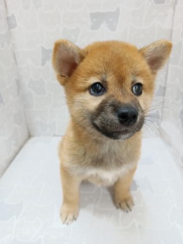 富山県の柴犬(標準サイズ) (ペットアミ宮野店/2026年5月8日生まれ/女の子/赤)の子犬の4枚目の画像