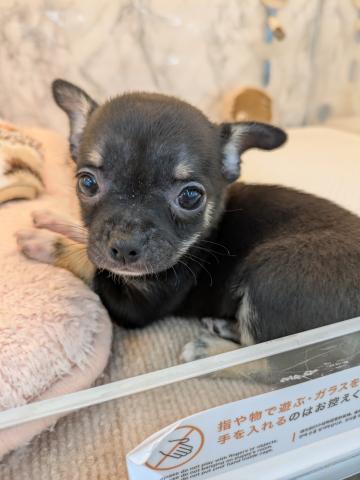 埼玉県のチワワ(スムース) (NICO PET 三郷店/2026年3月21日生まれ/男の子/ブラックタンホワイト)の子犬の1枚目の画像