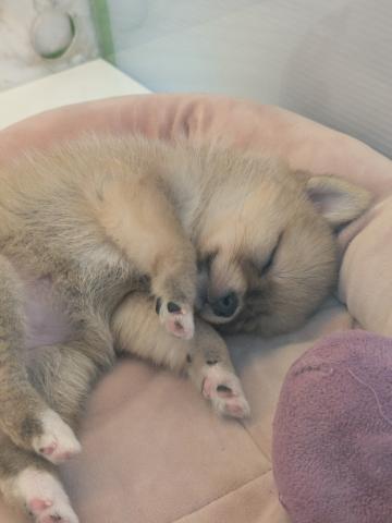MIXポメラニアン×柴犬
