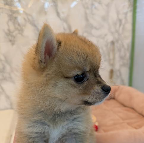 MIXポメラニアン×柴犬