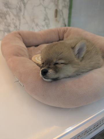 MIXポメラニアン×柴犬