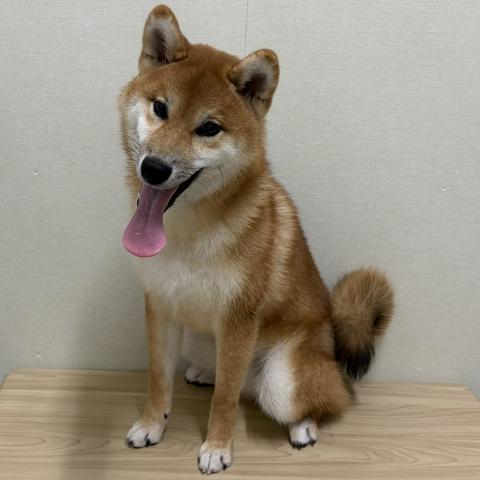 富山県の柴犬(標準サイズ) (ペットアミ宮野店/2025年12月20日生まれ/男の子/赤)の子犬の3枚目の画像