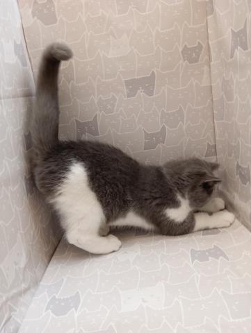 ブリティッシュショートヘア