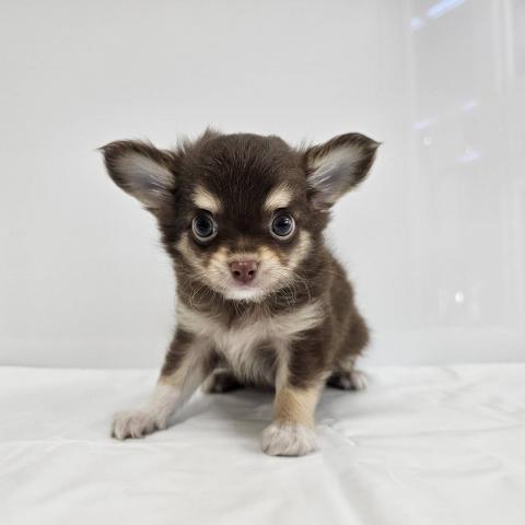 チワワ（ロングコート）