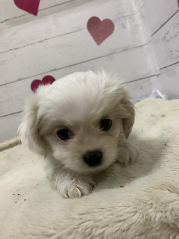 MIX子犬
