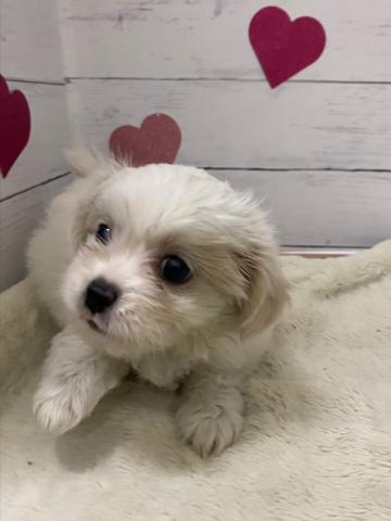 MIX子犬