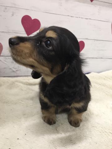 ミニチュアダックスフンド子犬