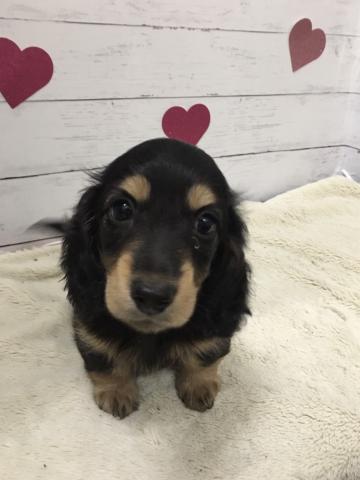ミニチュアダックスフンド子犬