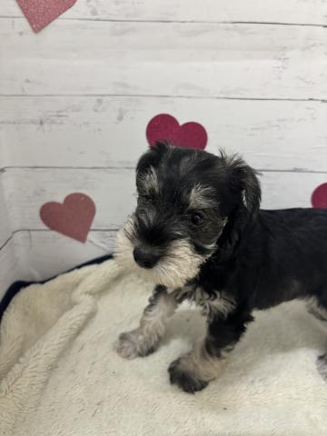 ミニチュアシュナウザー子犬