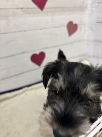 ミニチュアシュナウザー子犬