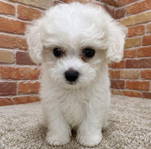 石川県のハーフ犬・ミックス犬 (ペットアミ 津幡店/2026年5月24日生まれ/男の子/ホワイト)の子犬の3枚目の画像