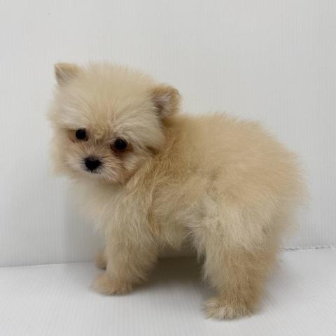 和歌山県の犬ハーフ(マルチーズ×ポメラニアン) (ペットアミ 和歌山インター店/2026年3月22日生まれ/女の子/クリーム)の子犬の2枚目の画像