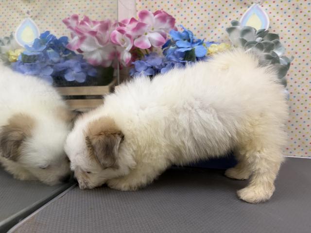 秋田県のポメマル/マルポメ(ポメラニアン×マルチーズ) (ペットアミ 秋田卸町店/2026年5月1日生まれ/男の子/パーティーカラー)の子犬の3枚目の画像