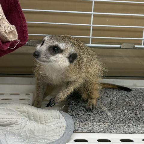 ミーアキャット