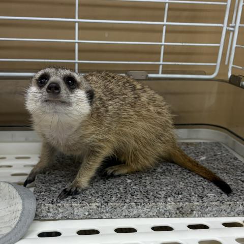 ミーアキャット