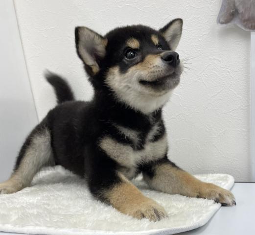 和歌山県の柴犬(標準サイズ) (ペットアミ 那賀店/2026年3月1日生まれ/男の子/ブラック)の子犬の2枚目の画像