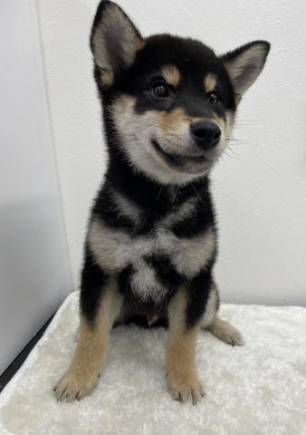 和歌山県の柴犬(標準サイズ) (ペットアミ 那賀店/2026年3月1日生まれ/男の子/ブラック)の子犬の3枚目の画像