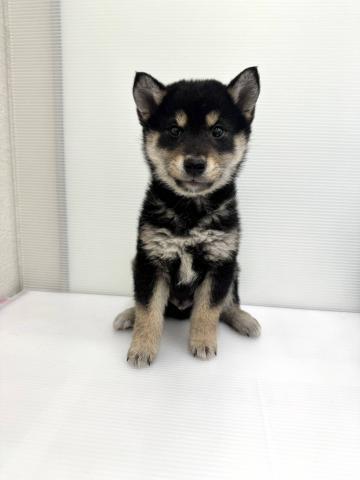 和歌山県の柴犬(標準サイズ) (ペットアミ 那賀店/2026年3月1日生まれ/男の子/ブラック)の子犬の4枚目の画像