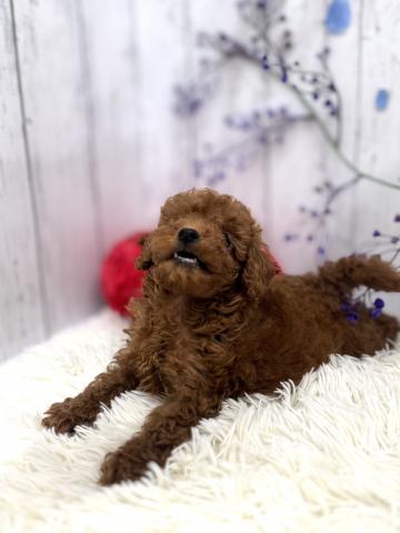 和歌山県のトイプードル(トイ) (ペットアミ 紀ノ川店/2026年5月2日生まれ/男の子/レッド)の子犬の2枚目の画像