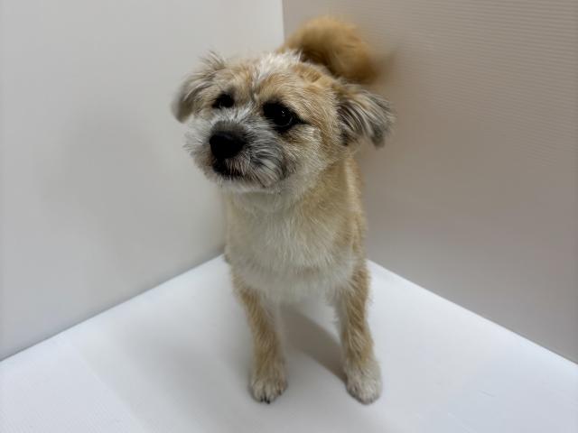 新潟県のハーフ犬・ミックス犬 (ペットアミ 加茂店/2025年11月1日生まれ/男の子/ブラウン)の子犬の2枚目の画像