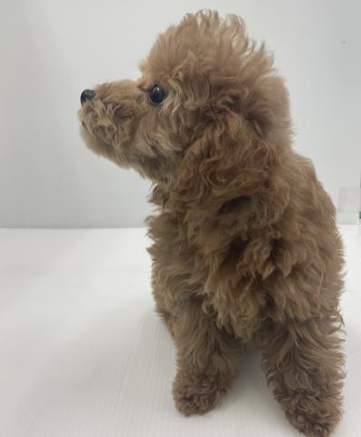 新潟県のトイプードル(トイ) (ペットアミ 新発田店/2026年4月23日生まれ/女の子/レッド)の子犬の3枚目の画像