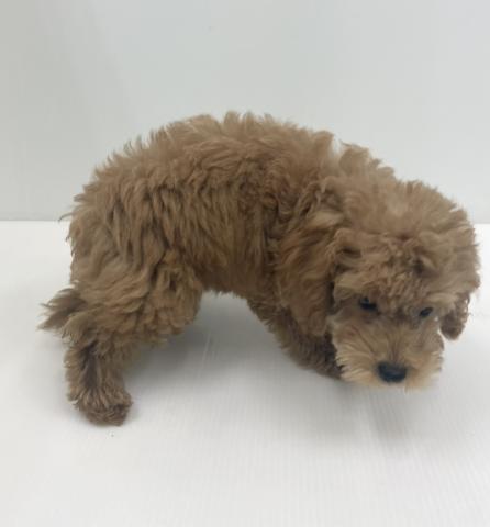 新潟県のトイプードル(トイ) (ペットアミ 新発田店/2026年4月23日生まれ/女の子/レッド)の子犬の4枚目の画像