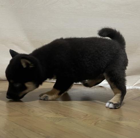 和歌山県の豆柴 (ペットアミ 和歌山インター店/2026年4月3日生まれ/男の子/黒)の子犬の2枚目の画像