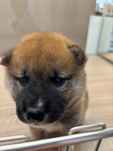 柴犬