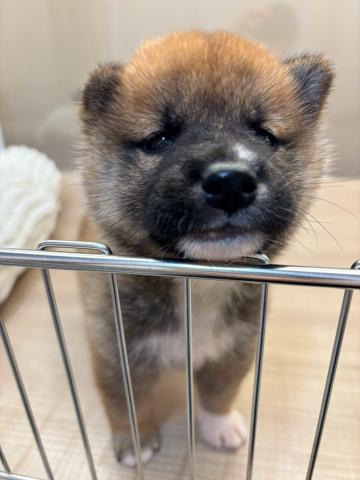柴犬