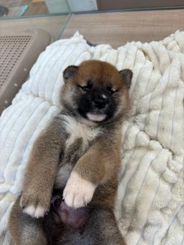 柴犬