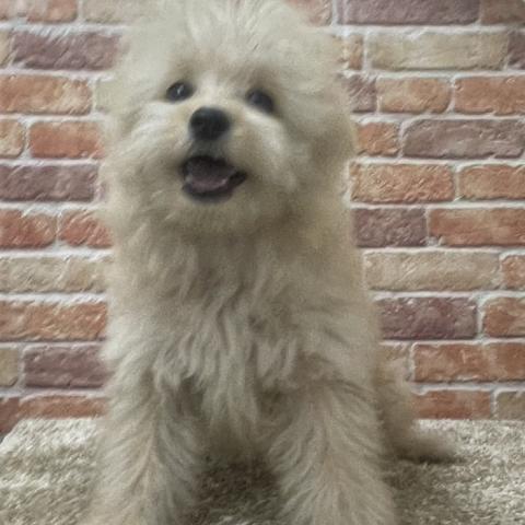 MIX
