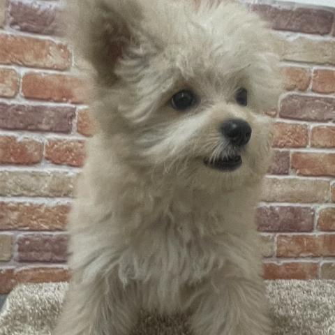 石川県のポメプー(ポメラニアン×プードル) (ペットアミ 津幡店/2026年4月11日生まれ/男の子/アプリコット)の子犬の2枚目の画像