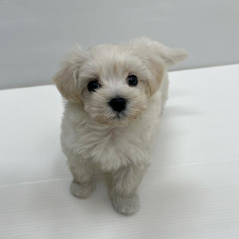 和歌山県のハーフ犬・ミックス犬 (ペットアミ 岩出店/2026年5月9日生まれ/男の子/アプリコット)の子犬の3枚目の画像