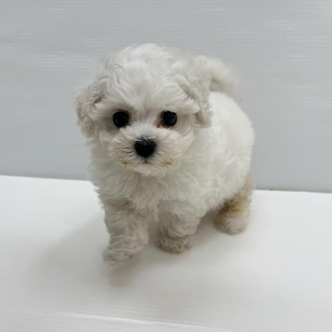 和歌山県のビションフリーゼ (ペットアミ 岩出店/2026年5月8日生まれ/女の子/ホワイト)の子犬の3枚目の画像