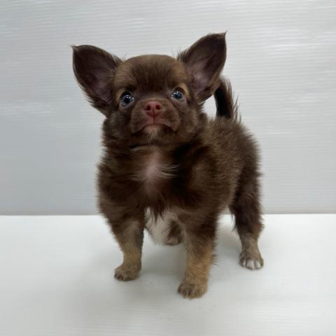 和歌山県のハーフ犬・ミックス犬 (ペットアミ 岩出店/2026年5月1日生まれ/男の子/その他色)の子犬の2枚目の画像