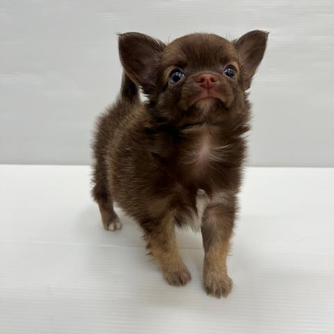 和歌山県のハーフ犬・ミックス犬 (ペットアミ 岩出店/2026年5月1日生まれ/男の子/その他色)の子犬の3枚目の画像