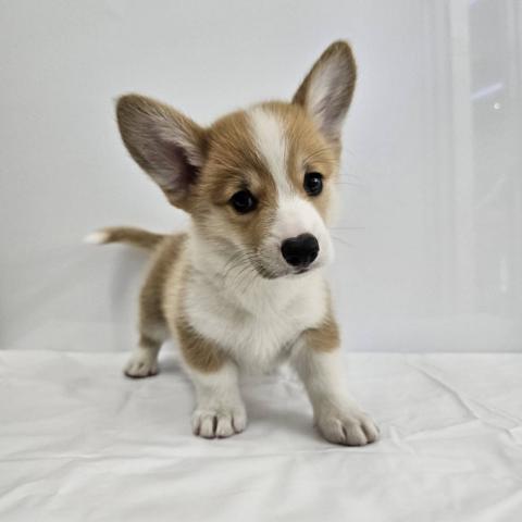 大阪府のウェルシュコーギーペンブローク (NICO PET Select 和泉中央店/2026年5月9日生まれ/男の子/レッドホワイト)の子犬の2枚目の画像