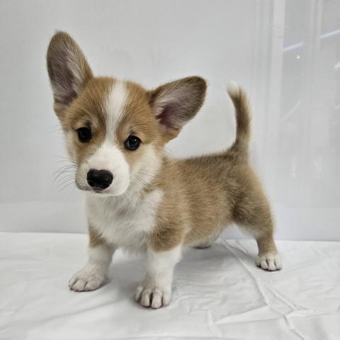 大阪府のウェルシュコーギーペンブローク (NICO PET Select 和泉中央店/2026年5月9日生まれ/男の子/レッドホワイト)の子犬の3枚目の画像
