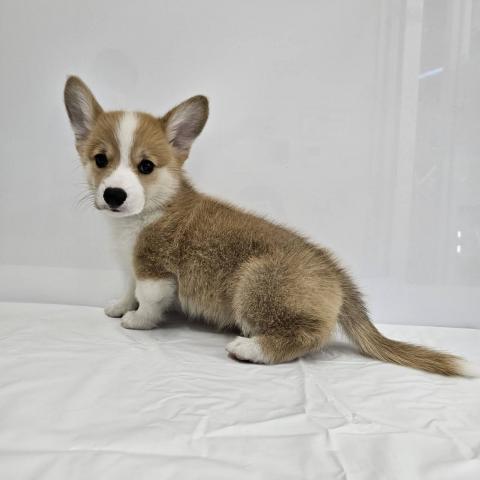 大阪府のウェルシュコーギーペンブローク (NICO PET Select 和泉中央店/2026年5月9日生まれ/男の子/レッドホワイト)の子犬の4枚目の画像