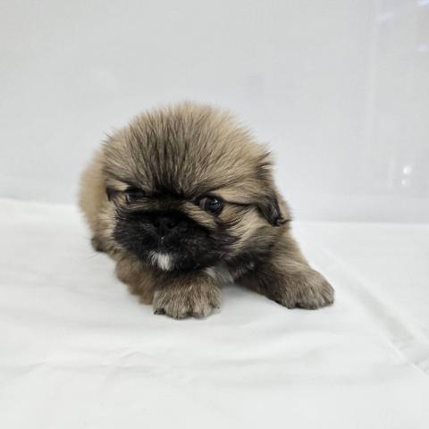 大阪府のペキニーズ (NICO PET Select 和泉中央店/2026年4月10日生まれ/女の子/フォーン)の子犬の2枚目の画像