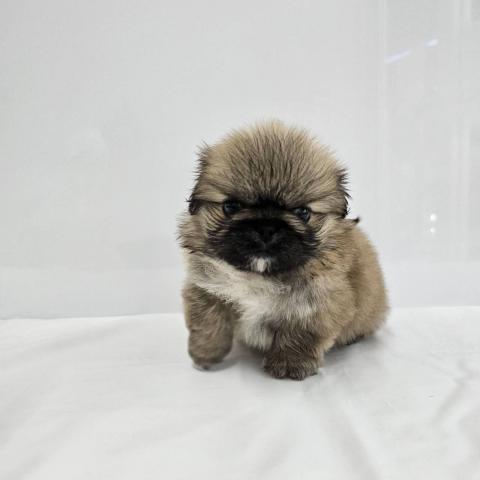 大阪府のペキニーズ (NICO PET Select 和泉中央店/2026年4月10日生まれ/女の子/フォーン)の子犬の3枚目の画像