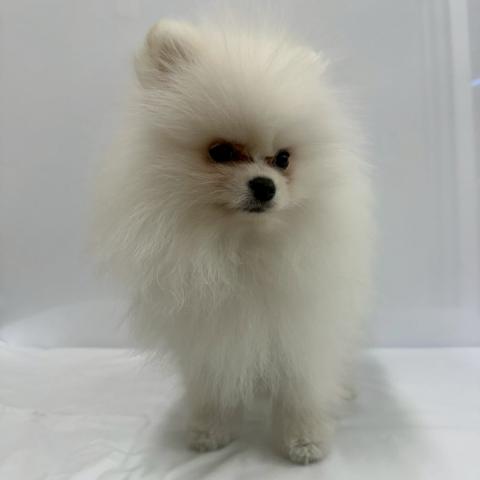 ポメラニアン