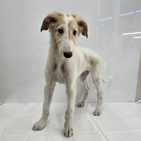 大阪府のボルゾイ (NICO PET Select 和泉中央店/2026年3月20日生まれ/男の子/ホワイトクリーム)の子犬の2枚目の画像