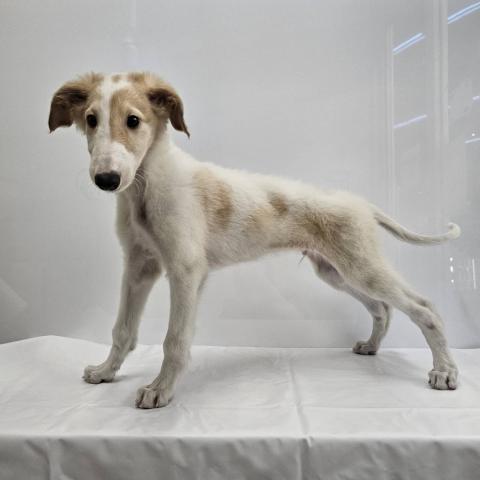 大阪府のボルゾイ (NICO PET Select 和泉中央店/2026年3月20日生まれ/男の子/ホワイトクリーム)の子犬の3枚目の画像