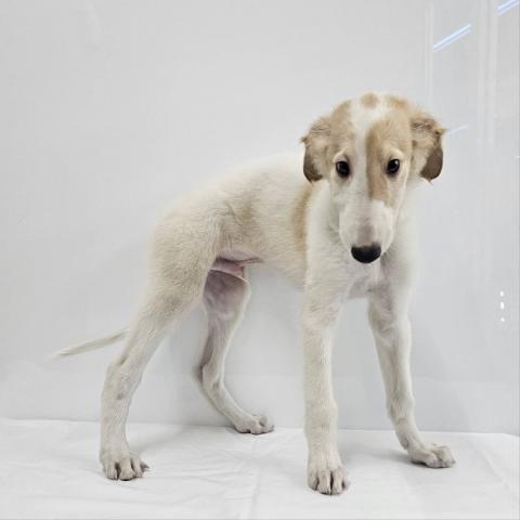 大阪府のボルゾイ (NICO PET Select 和泉中央店/2026年3月20日生まれ/男の子/ホワイトクリーム)の子犬の4枚目の画像
