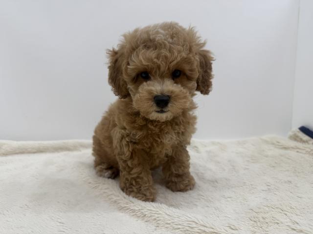 三重県のハーフ犬・ミックス犬 (ペットアミ 松阪店/2026年5月15日生まれ/男の子/レッド)の子犬の2枚目の画像