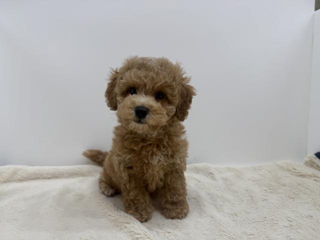 三重県のハーフ犬・ミックス犬 (ペットアミ 松阪店/2026年5月15日生まれ/男の子/レッド)の子犬の3枚目の画像