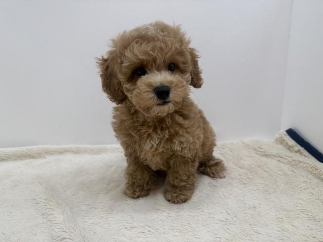 三重県のハーフ犬・ミックス犬 (ペットアミ 松阪店/2026年5月15日生まれ/男の子/レッド)の子犬の4枚目の画像